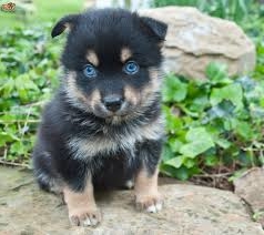 Pomsky Characteristics