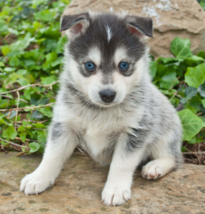 Pomsky Appearance