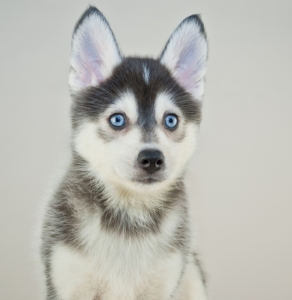 Pomsky Price