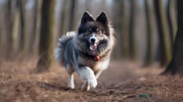 4 Everyday Problems Only Pomsky Owners Understand