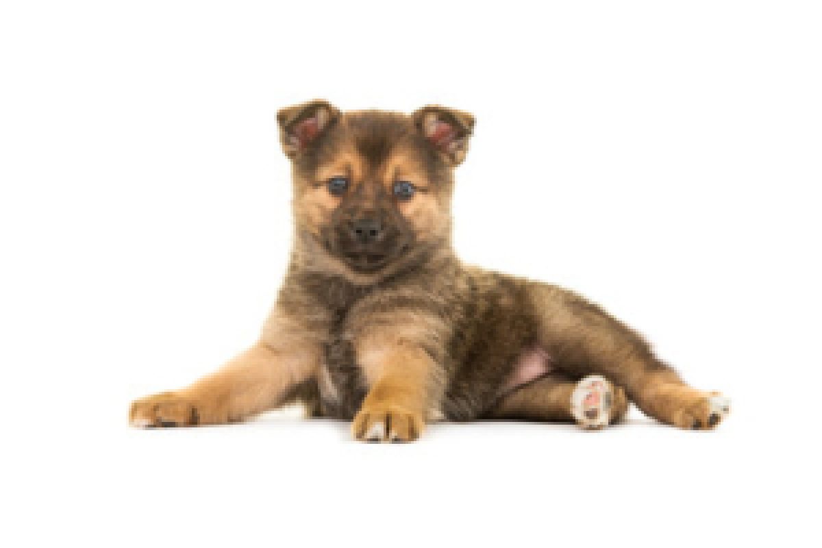 How Do You Give A Pomsky A Bath