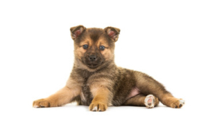 Pomsky History