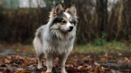 Annual Check Up for Pomsky Dogs: Why It's Important