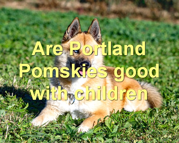 Are Portland Pomskies good with children