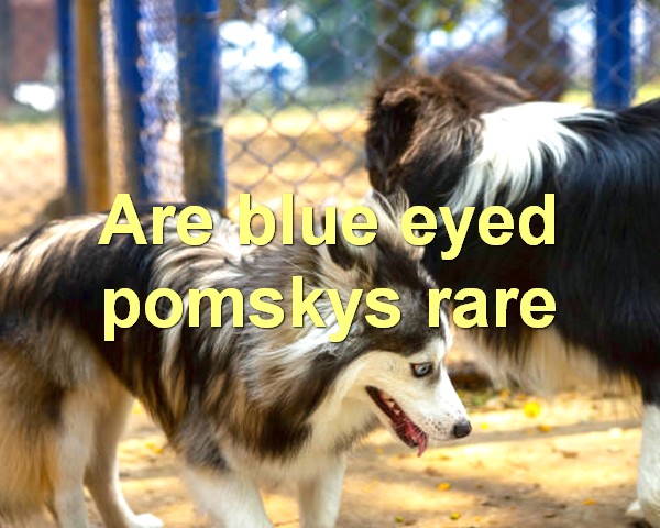 Are blue eyed pomskys rare