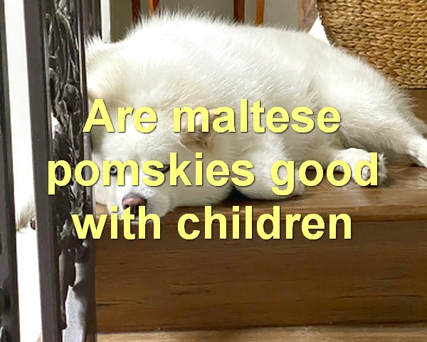 Are maltese pomskies good with children