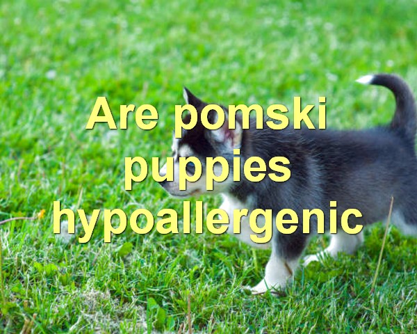 Are pomski puppies hypoallergenic