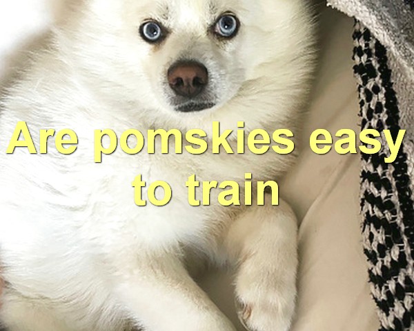 Are pomskies easy to train