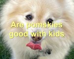 Are pomskies good with kids
