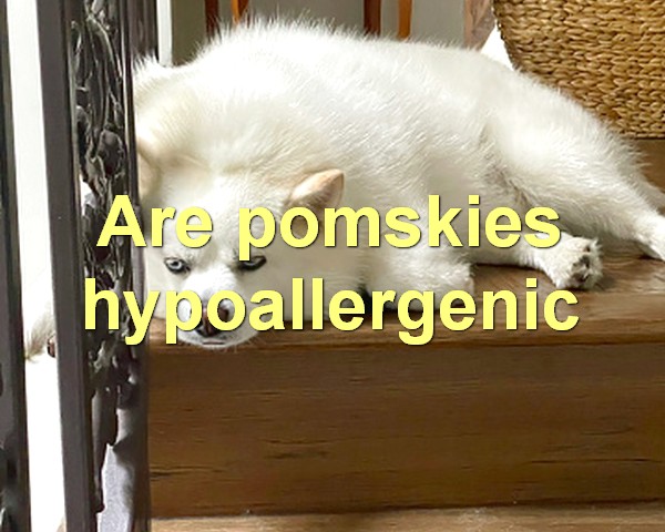 Are pomskies hypoallergenic
