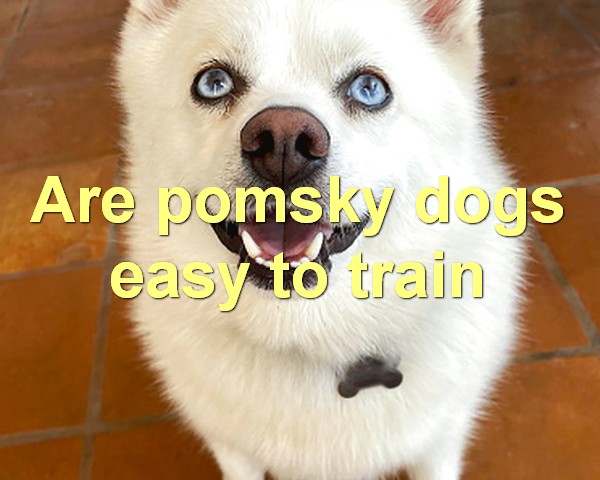 Are pomsky dogs easy to train
