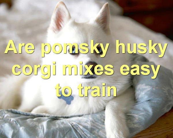 Are pomsky husky corgi mixes easy to train
