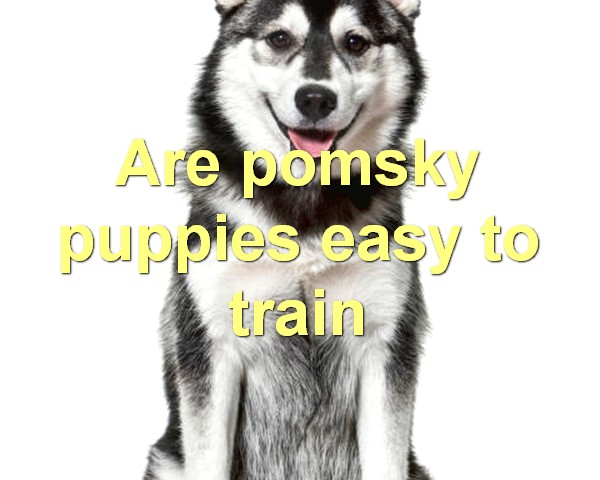 Are pomsky puppies easy to train