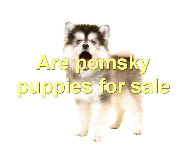 Are pomsky puppies for sale