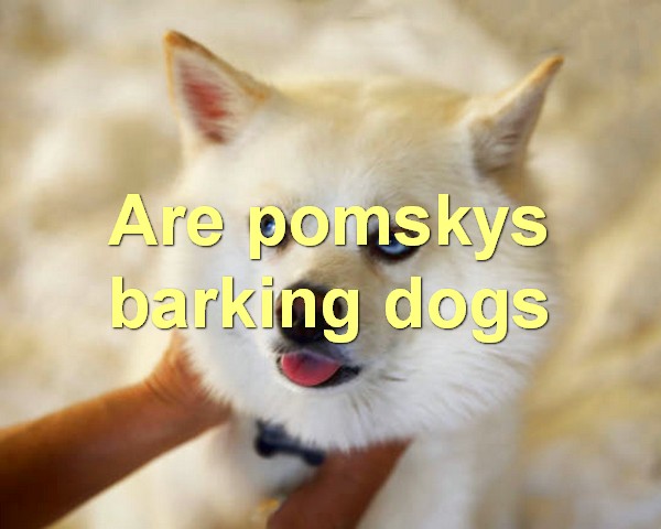 Are pomskys barking dogs