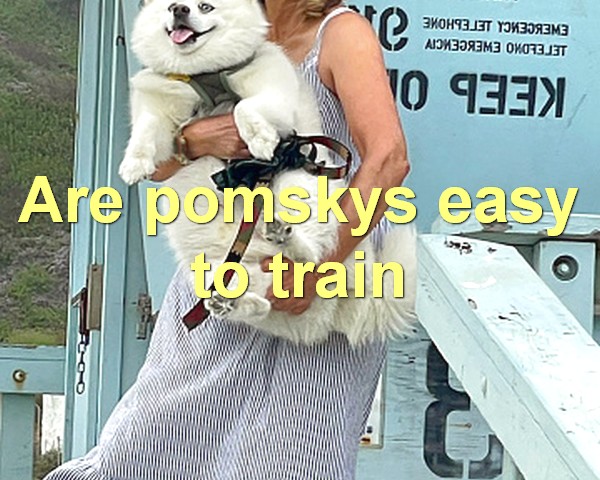 Are pomskys easy to train