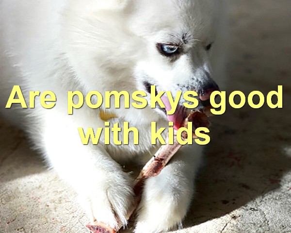 Are pomskys good with kids