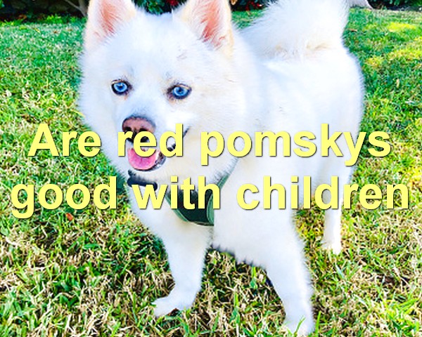 Are red pomskys good with children