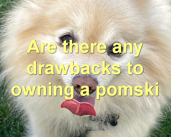 Are there any drawbacks to owning a pomski