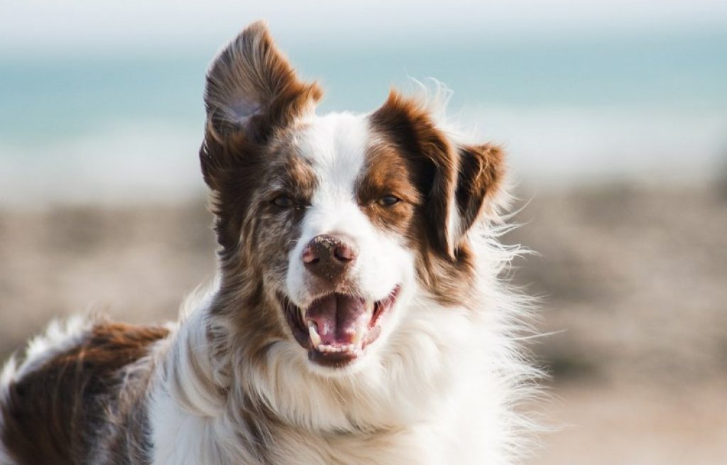 Can You Put Neosporin on a Dog