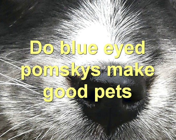 Do blue eyed pomskys make good pets