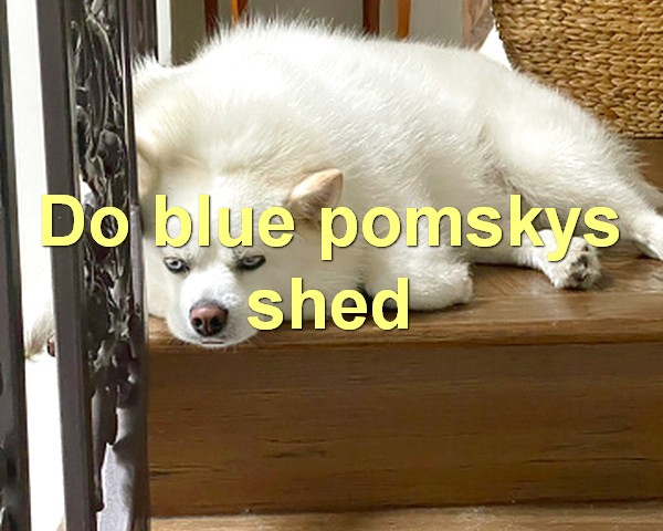 Do blue pomskys shed