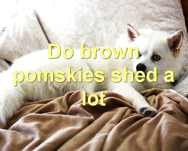 Do brown pomskies shed a lot