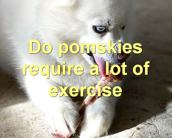 Do pomskies require a lot of exercise