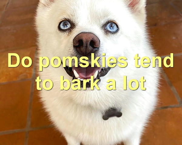 Do pomskies tend to bark a lot