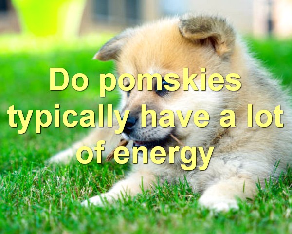 Do pomskies typically have a lot of energy