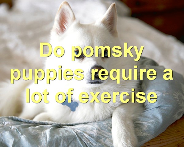 Do pomsky puppies require a lot of exercise
