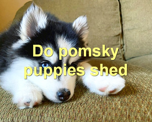 Do pomsky puppies shed