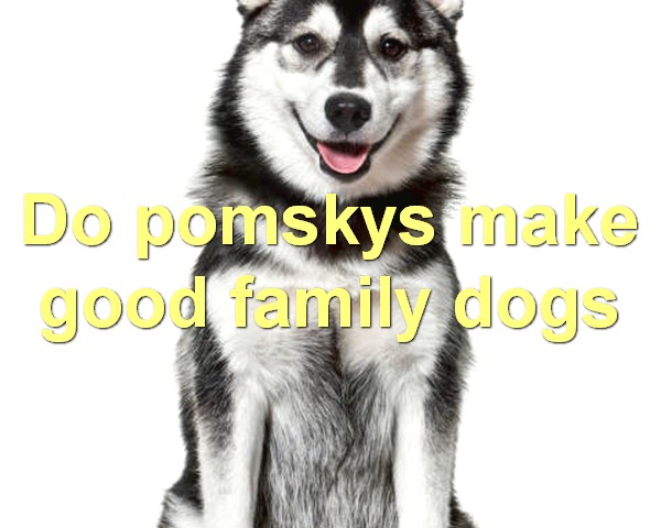 Do pomskys make good family dogs
