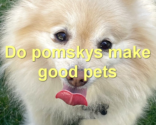 Do pomskys make good pets