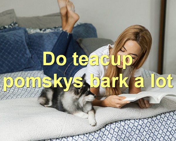 Do teacup pomskys bark a lot