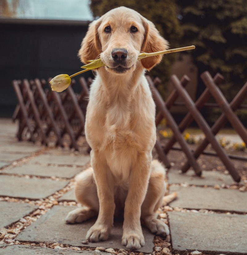 Dog Music Anti-Anxiety Music for Dogs