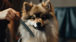 Everything you Need to be Prepared for your New Puppy!