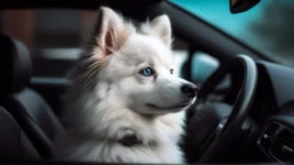 FAQs about All Black Pomsky