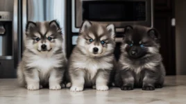 FAQs about Pomsky Puppies for Sale in Los Angeles
