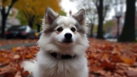 Fluffy Pomsky Puppies: The Ultimate Guide to Raising Your Adorable Furry Friend
