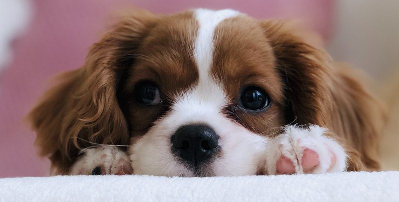 How Long Can a Dog Go Without Water