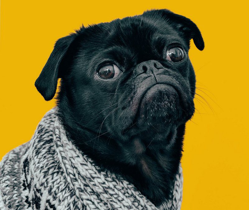 How Long Does It Take to Neuter a Dog