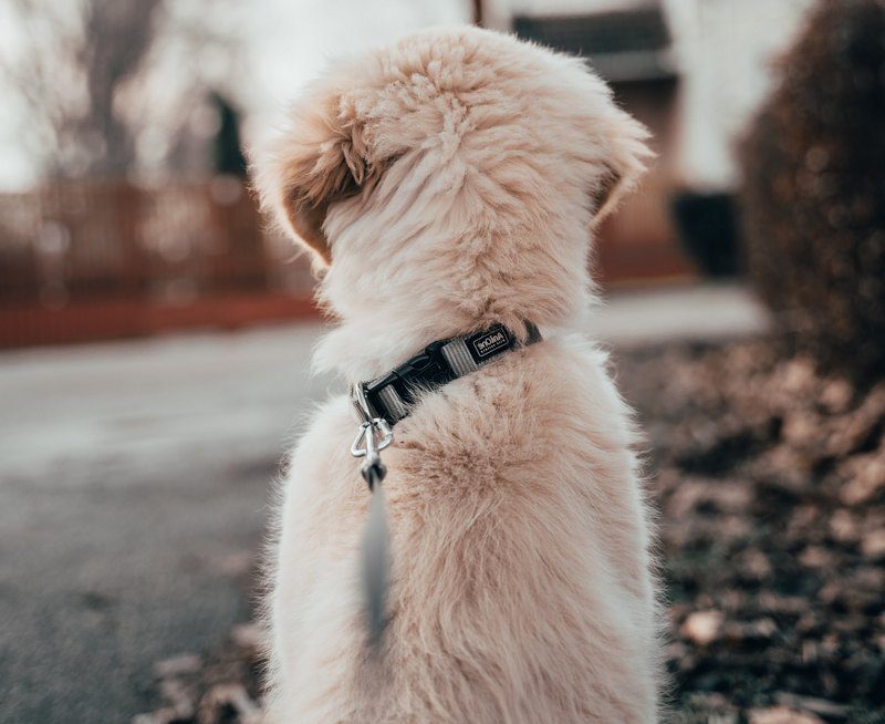 How Much Does It Cost to Neuter a Dog
