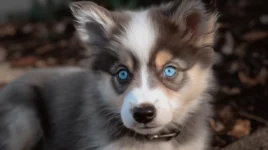 How Should You Place a Prong Collar on a Dog?