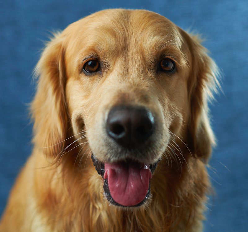 How Should You Place a Prong Collar on a Dog