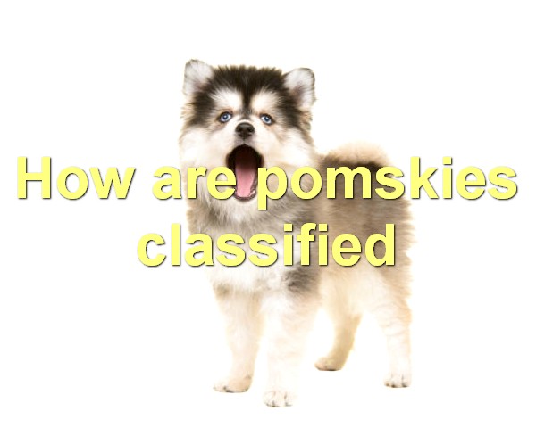 How are pomskies classified