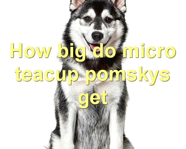 How big do micro teacup pomskys get