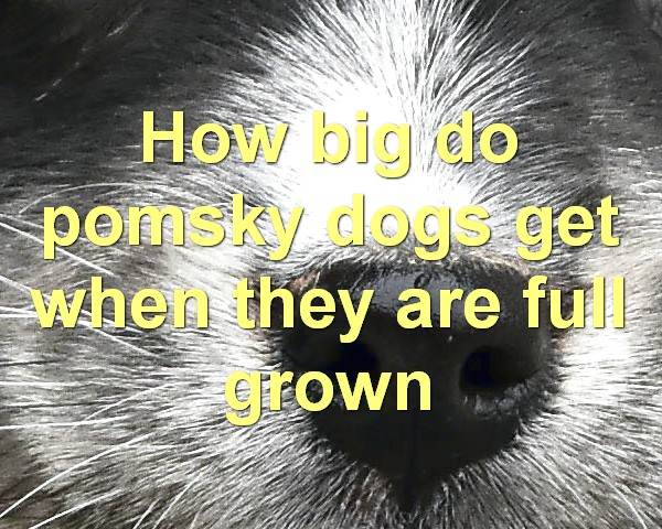 How big do pomsky dogs get when they are full grown