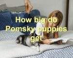 How big do Pomsky puppies get