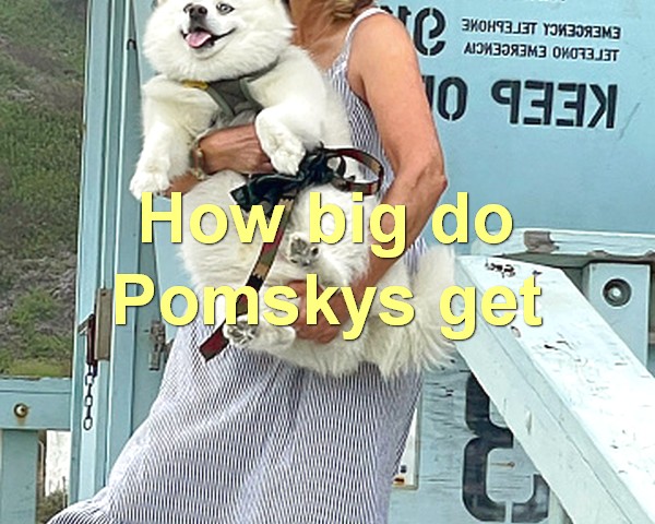 How big do Pomskys get